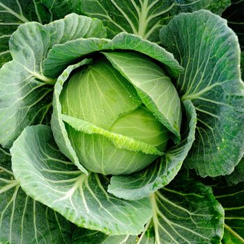 cabbage vegetable in field background