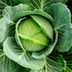 Is Cabbage Good for You?