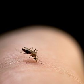 Mosquito biting in the arm is a cause of malaria.