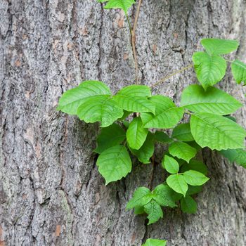 Poison ivy vine growing up the side of a mature tree.