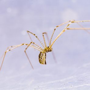 pholcidae, house spider