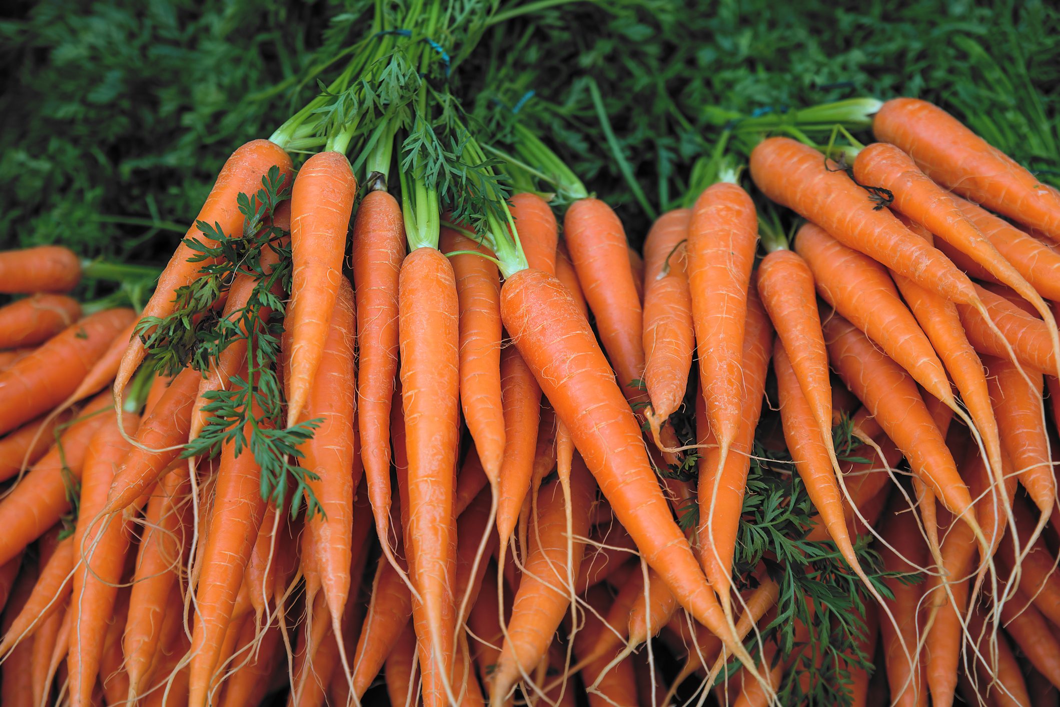 More Carrots Recalled Due to Deadly E. Coli Contamination