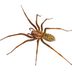 Hobo Spider Bites: Everything You Need to Know