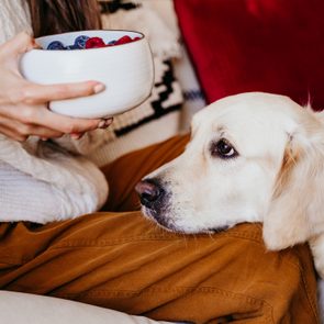 can dogs eat blueberries