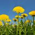 7 Benefits of Dandelion Tea, According to Medical Doctors