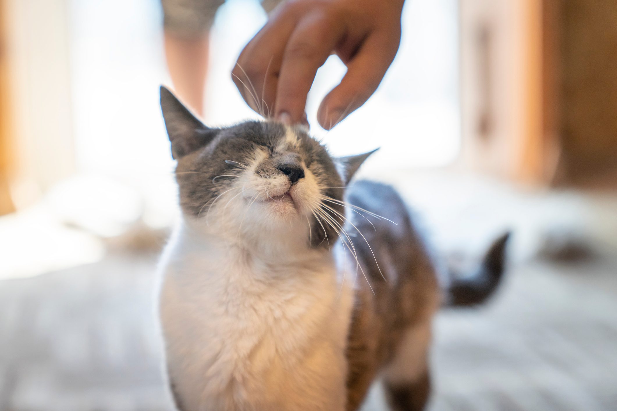 House Cats in at Least 4 States Diagnosed with Bird Flu, Say National Experts